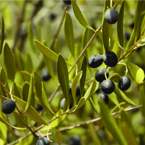 Huile d'olive sauvage (Oléastre) زيت الزيتون البري